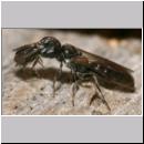 Psenulus sp - Grabwespe 05a 8-9mm mit Blattlaus.jpg